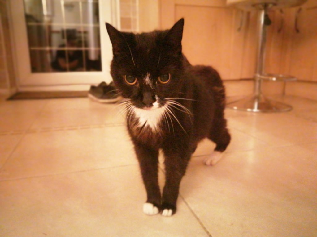 Huawei P Smart 2019 mobile camera 8